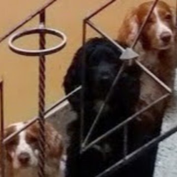 Foto de perfil de blacky2211