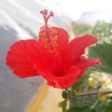 Foto de perfil de bryannavarro