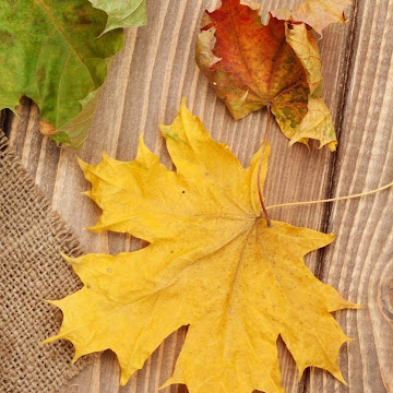 Foto de perfil de HELLEEN