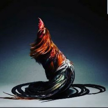 Foto de perfil de Alex Jose