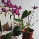 Foto de perfil de Cristina Tello Pezo