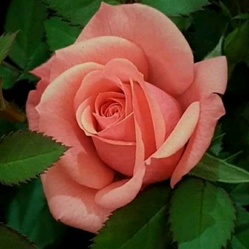 Foto de perfil de Mercedes