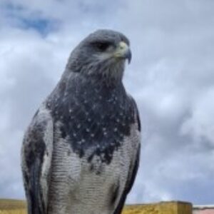 Foto de perfil de Miguel