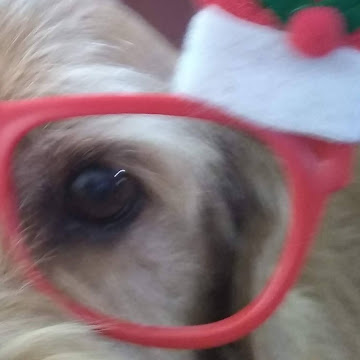Foto de perfil de flor